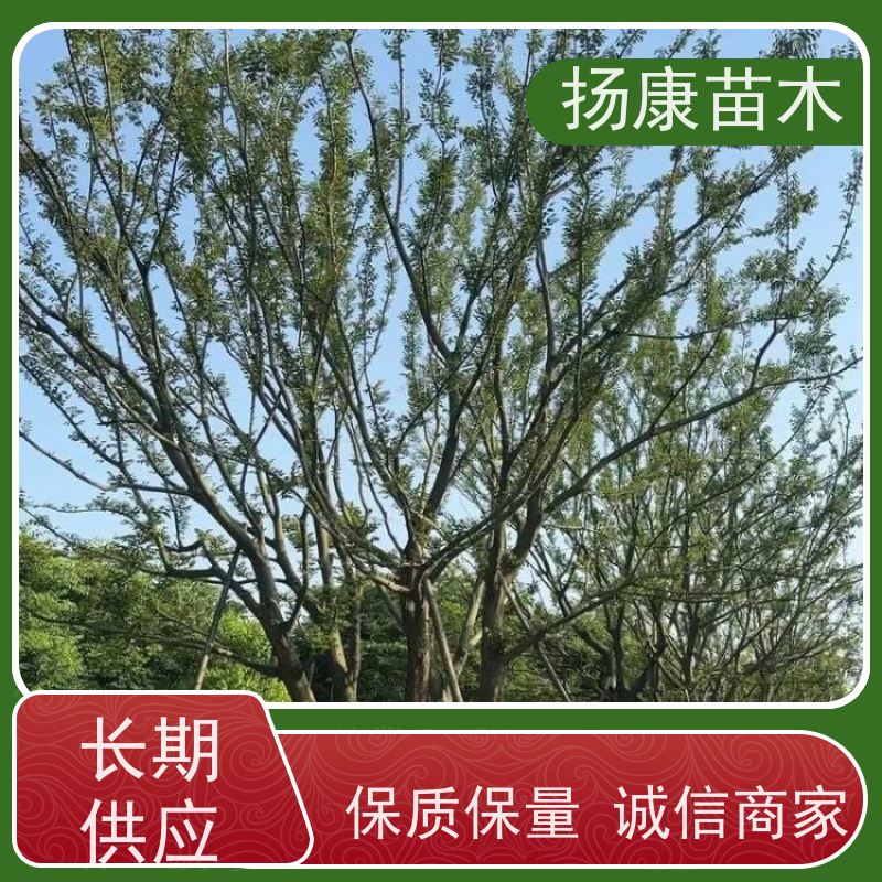 20公分丛生朴树 扬康苗木 抗风抗烟滞尘 容易存活 生长速度快