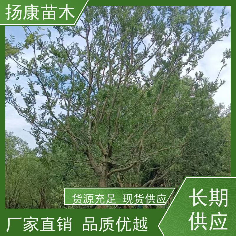 多分枝丛生朴树 扬康苗木 庭院植物观赏树大型绿化树 适应能力强