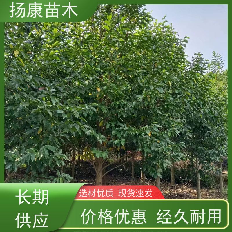 8公分乐昌含笑 枝叶繁茂 四季常青行道树 易成活