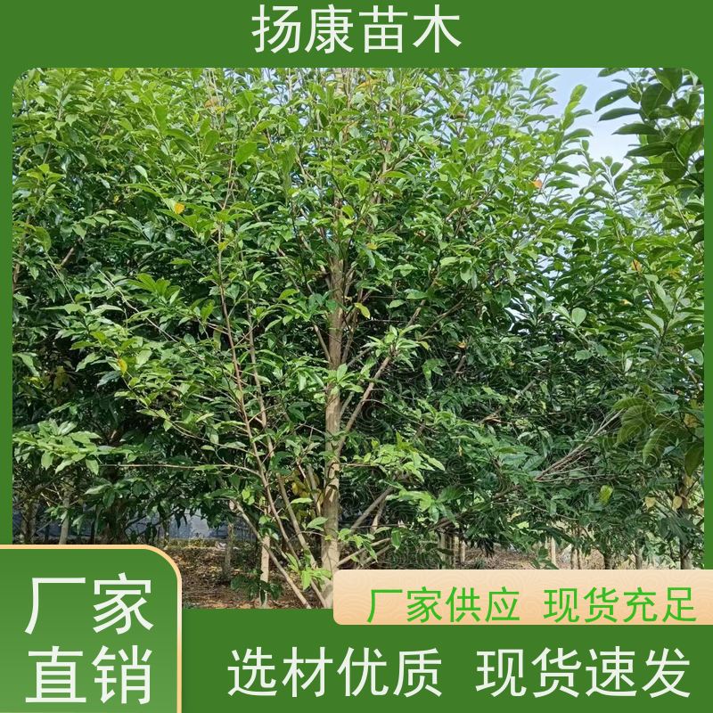 14公分乐昌含笑 枝叶繁茂 四季常青行道树 规格齐全