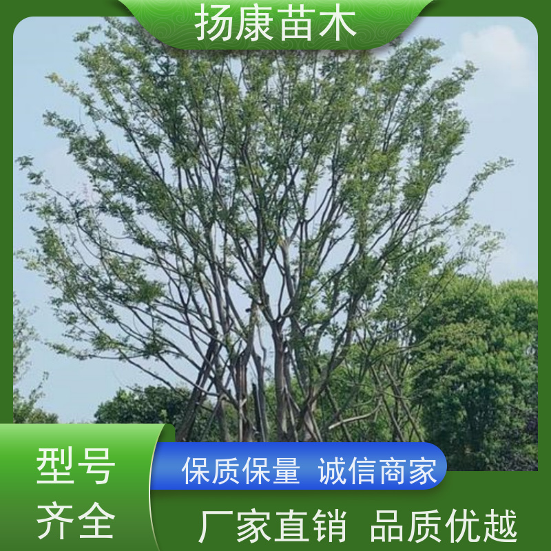 70公分丛生朴树 扬康苗木 大小规格齐全 公园广场造型绿化树 易栽培