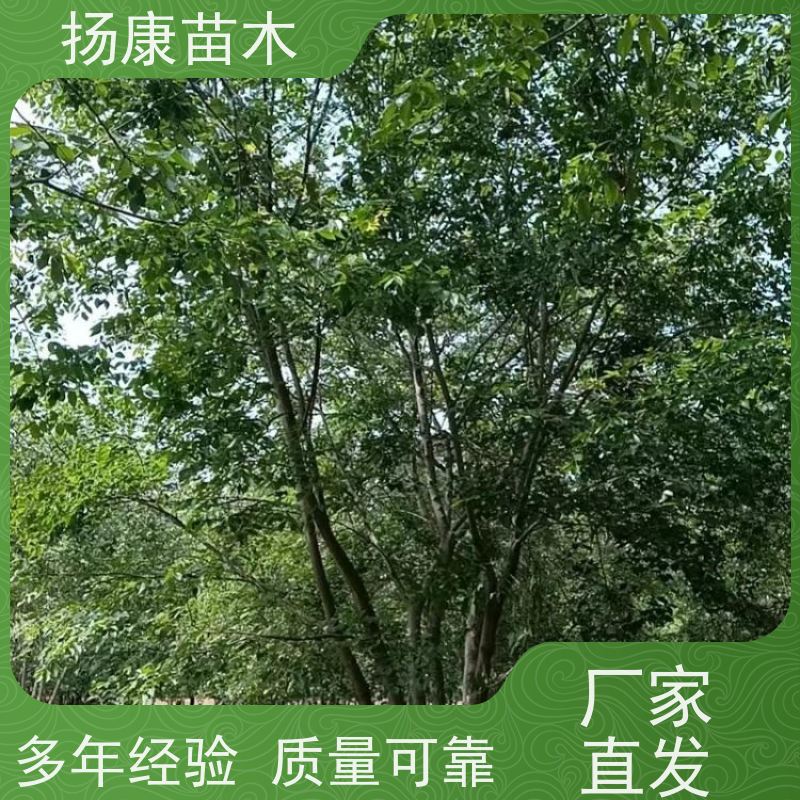 60公分丛生朴树 扬康苗木 露地 观形 主干高2.8m 风景树