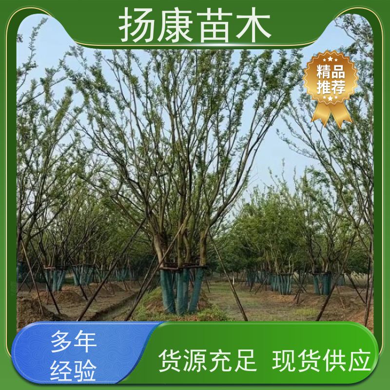 40公分丛生朴树 扬康苗木 露地 观形 主干高2.8m 风景树