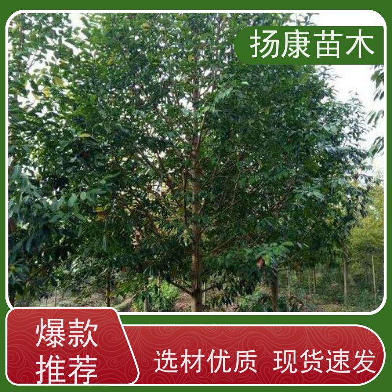乐昌含笑树 公园绿化 露地种植 适应性强 高成活率