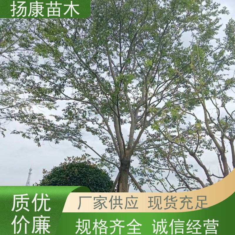 7米丛生朴树 扬康苗木 叶色鲜艳 街道造型装饰树 自产自销