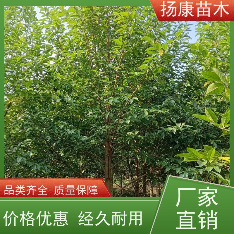 16公分乐昌含笑 行道树系列树种养护 优选常绿
