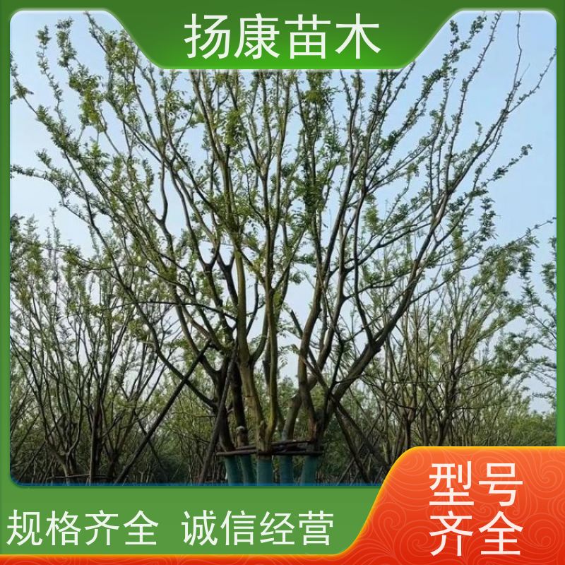 8米丛生朴树 扬康苗木 露地 观形 主干高2.8m 风景树