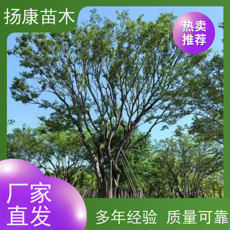 22 公分丛生朴树 扬康苗木 抗风抗烟滞尘 容易存活 生长速度快 观赏风景