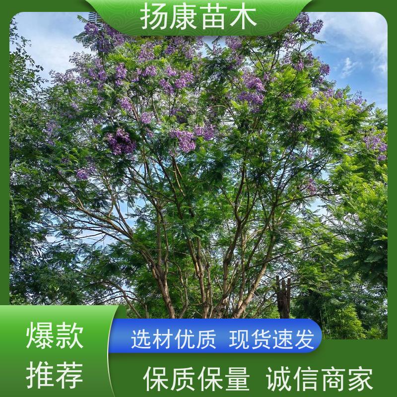 13公分乐昌含笑 公园绿化 露地种植 适应性强 优选常绿