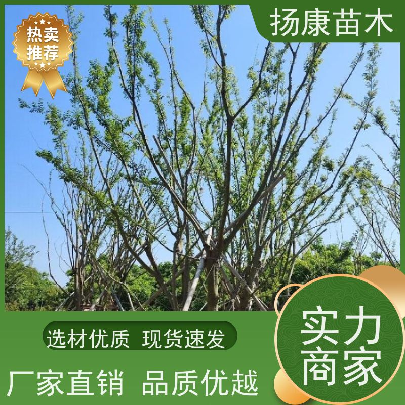 6米丛生朴树 扬康苗木 大型乔木种植基地 工程行道树 存活率高