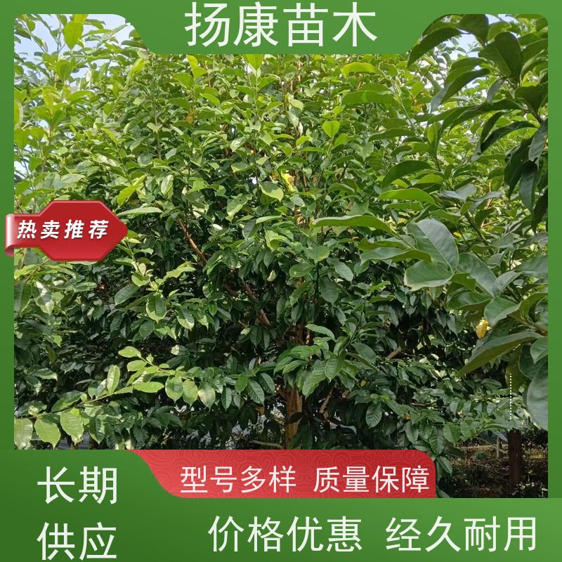 15公分乐昌含笑 公园绿化 露地种植 适应性强 源头厂家