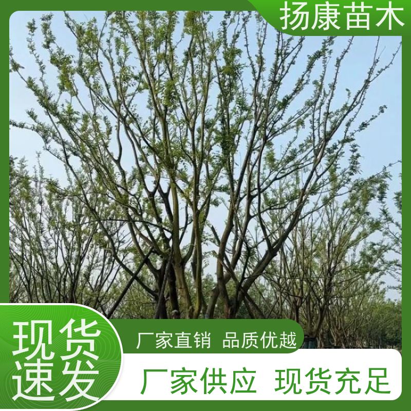 90公分丛生朴树 扬康苗木 城市绿化工程行道树 现挖现发 基地直售