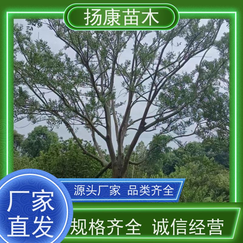 22 公分丛生朴树 扬康苗木 景区园林绿化工程树 行道树 源头厂家
