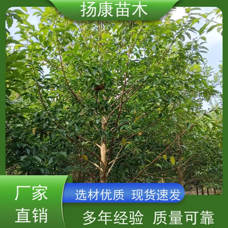 8公分乐昌含笑 公园绿化 露地种植 适应性强 培育基地