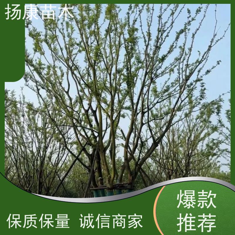 10公分丛生朴树 扬康苗木 抗风抗烟滞尘 容易存活 生长速度快 观赏风景