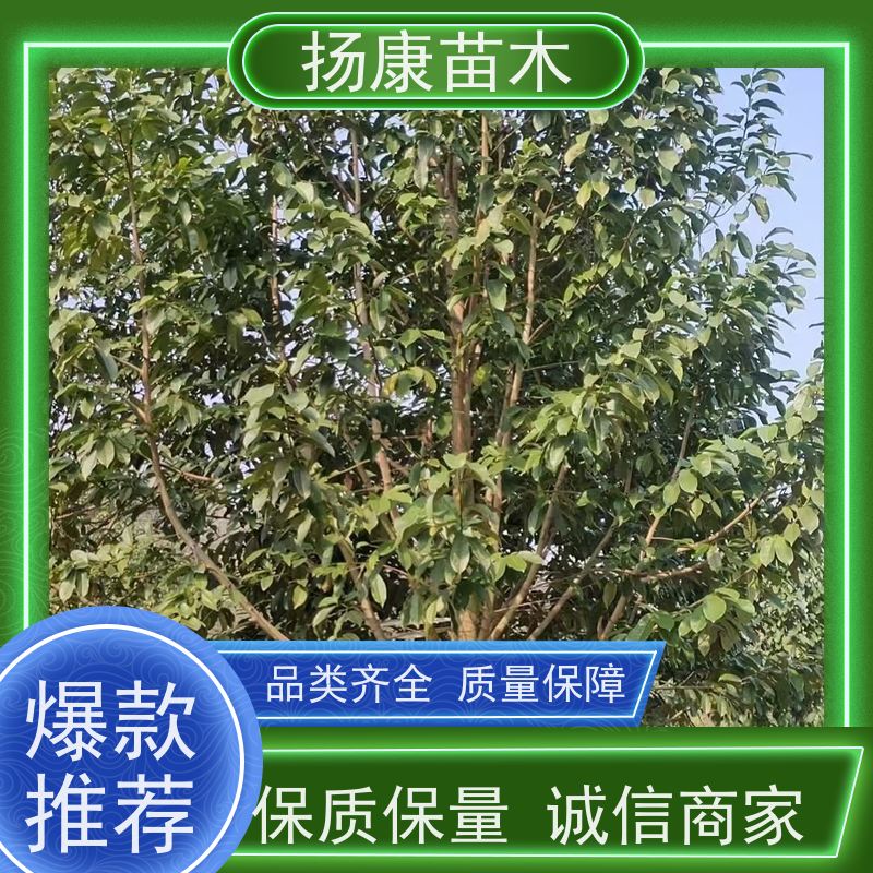 15公分乐昌含笑 园林景区栽植 精致美丽 苗木批发