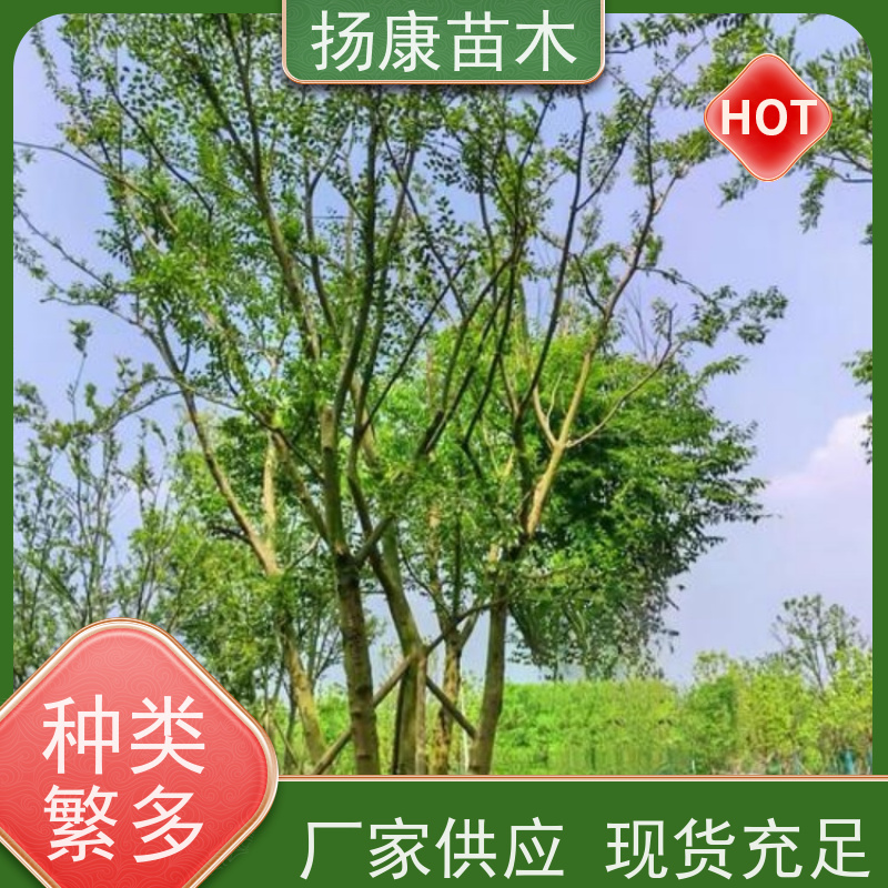 25公分丛生朴树 扬康苗木 抗风抗烟滞尘 容易存活 生长速度快 观赏风景