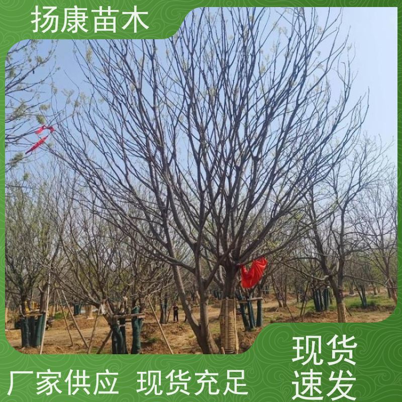 8米丛生朴树 扬康苗木 庭院植物观赏树大型绿化树 适应能力强