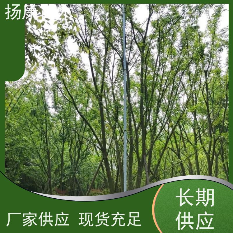 5米丛生朴树 扬康苗木 景区园林绿化工程树 行道树 源头厂家
