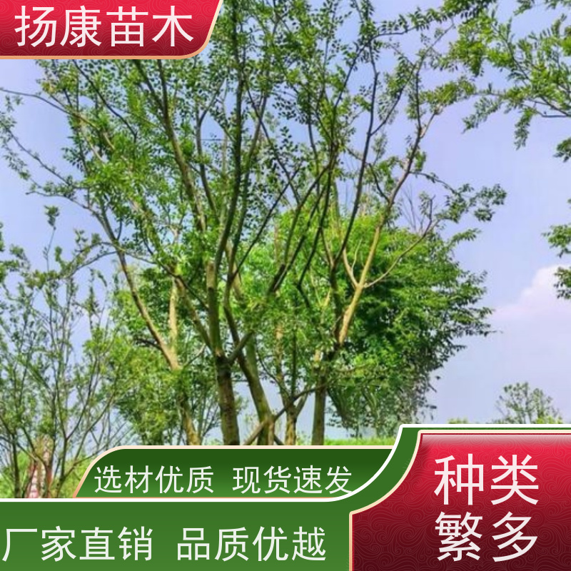 20公分丛生朴树 扬康苗木 公园道路风景树行道树 现挖现卖