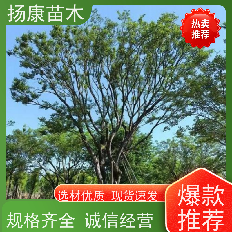 90公分丛生朴树 扬康苗木 大型乔木种植基地 工程行道树 存活率高