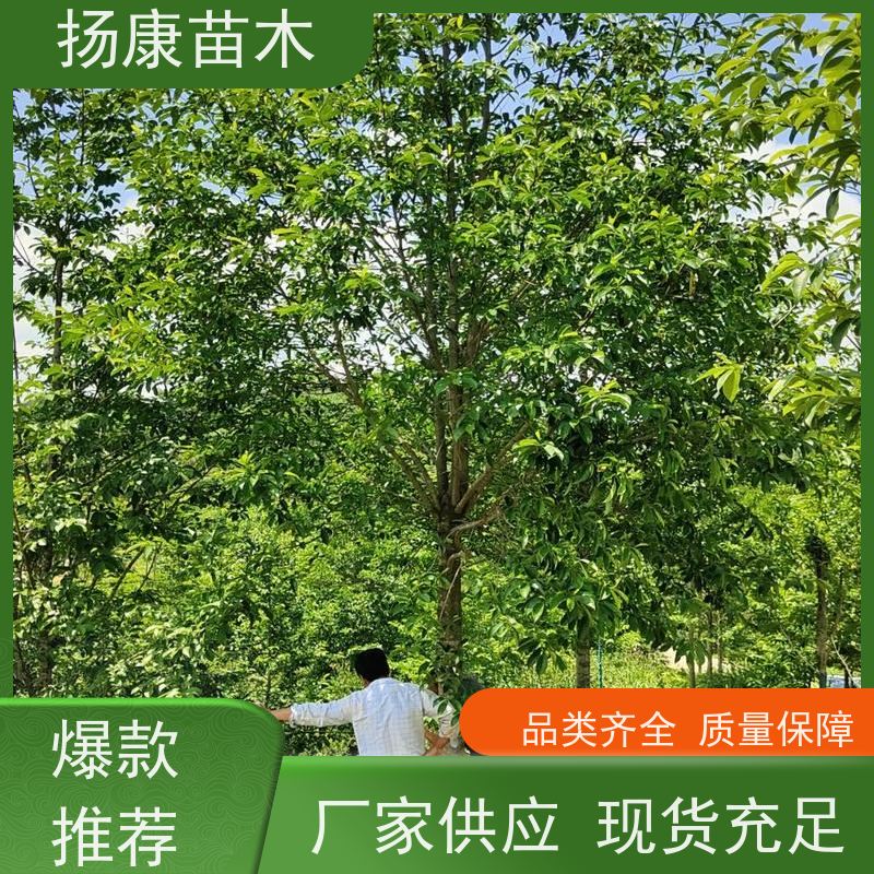 30公分乐昌含笑 枝叶繁茂 四季常青行道树 规格齐全