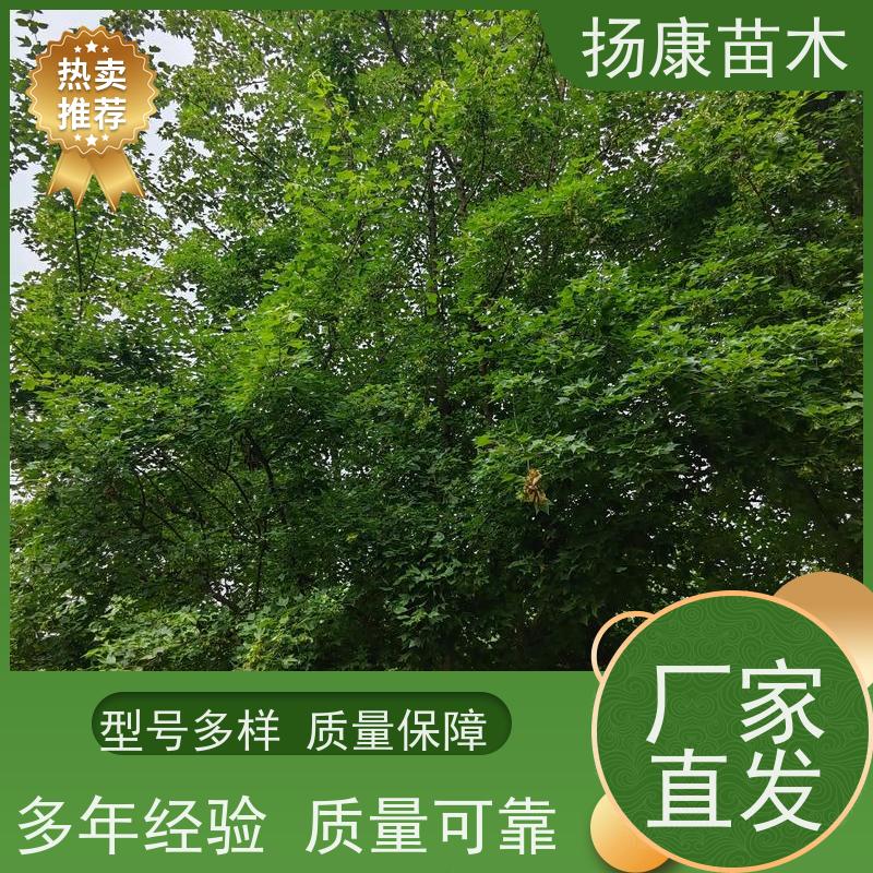 乐昌含笑树 园林庭院造景植物 适用性强 易成活