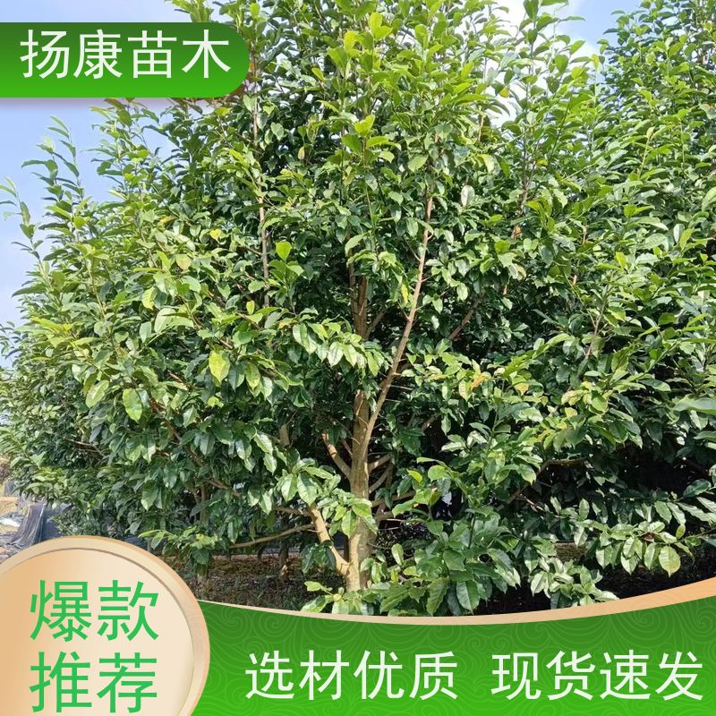 13公分乐昌含笑 园林景区栽植 精致美丽 实地看苗 