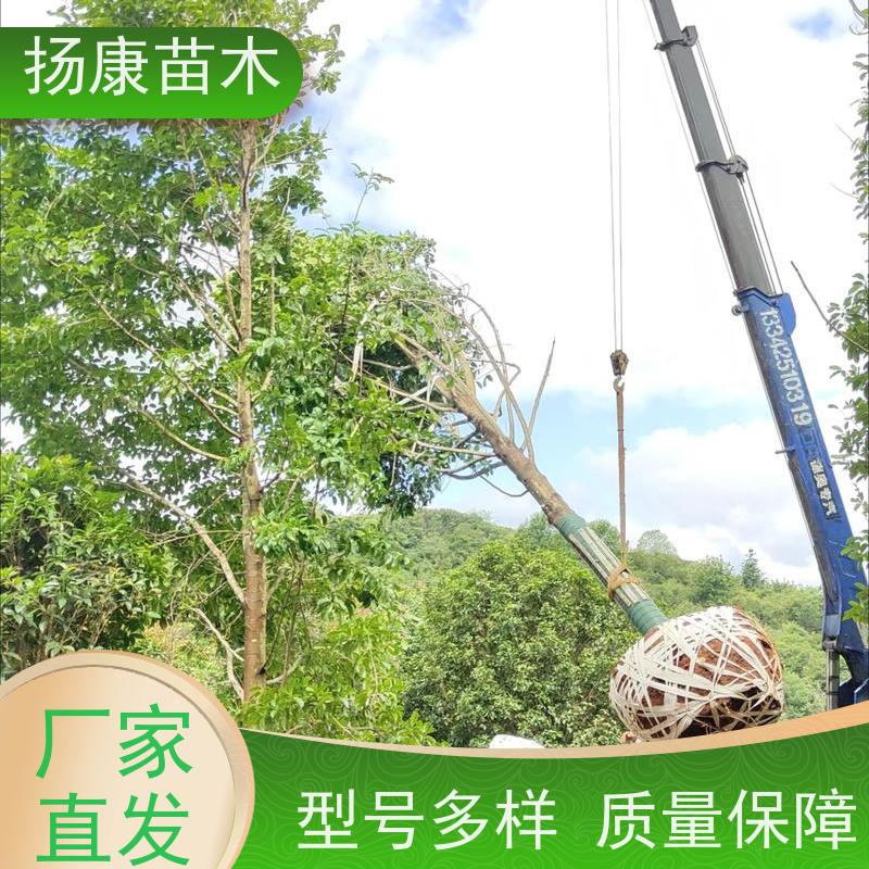 移植乐昌含笑 枝叶繁茂 四季常青行道树 种植基地