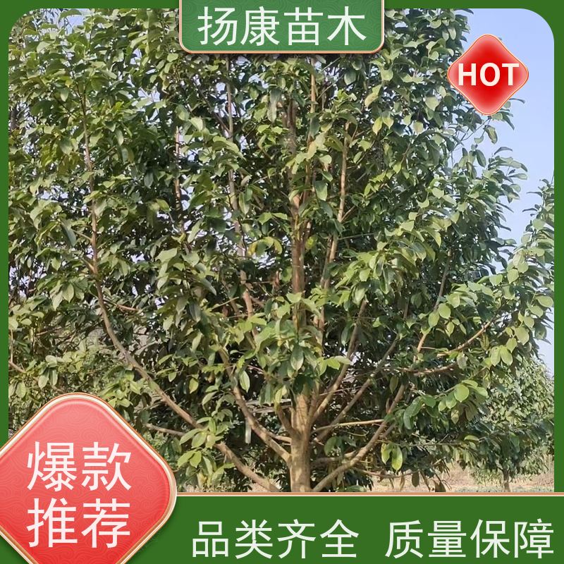 13公分乐昌含笑 树形优美 工厂绿化可用 现挖现卖