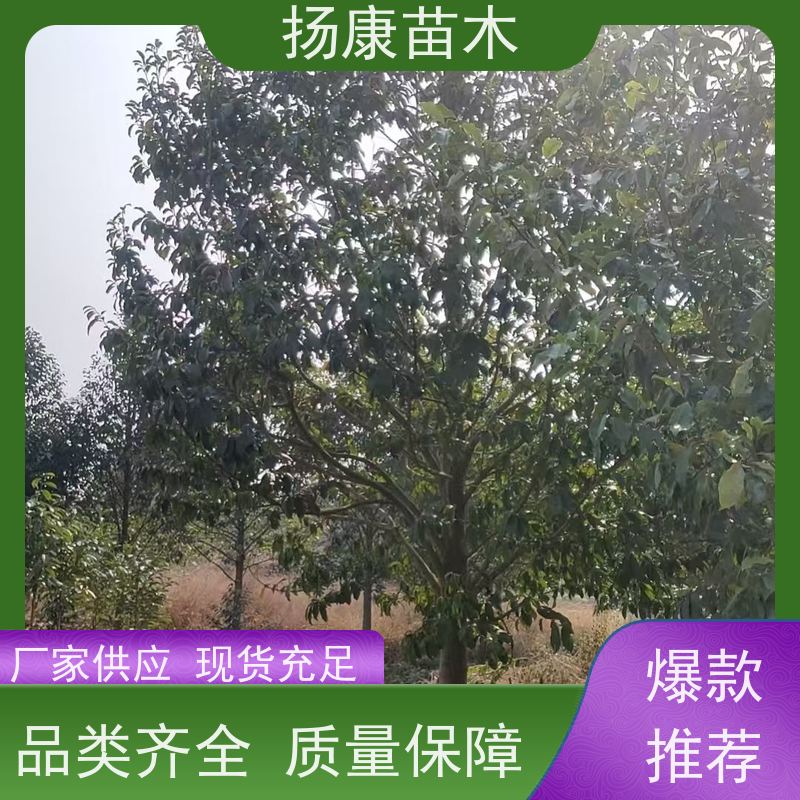 乐昌含笑树 行道树系列树种养护 树形优美 培育基地