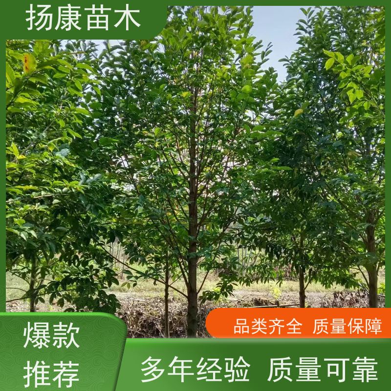 20公分乐昌含笑 树形优美 工厂绿化可用 大量供应