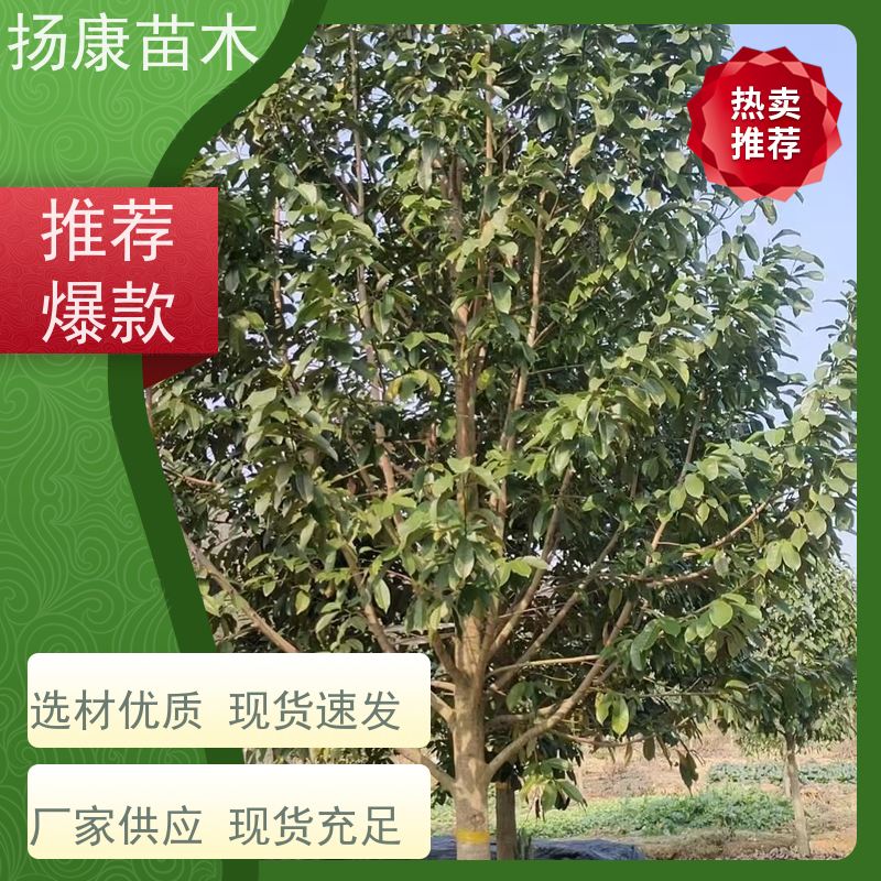 12公分乐昌含笑 树形优美 工厂绿化可用 源头厂家