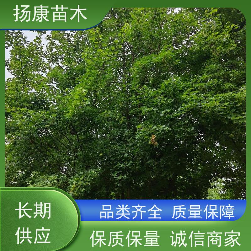 10公分乐昌含笑 竖形常绿灌木绿植适用于园林绿化 基地直供 