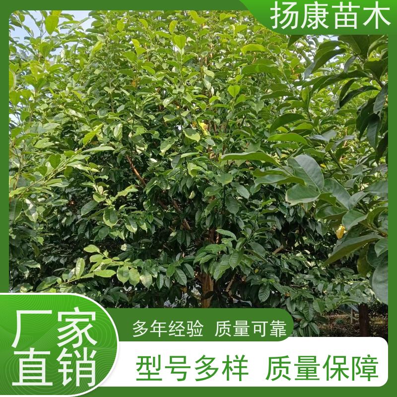8公分乐昌含笑 花木基地 公园绿化行道树 大量供应