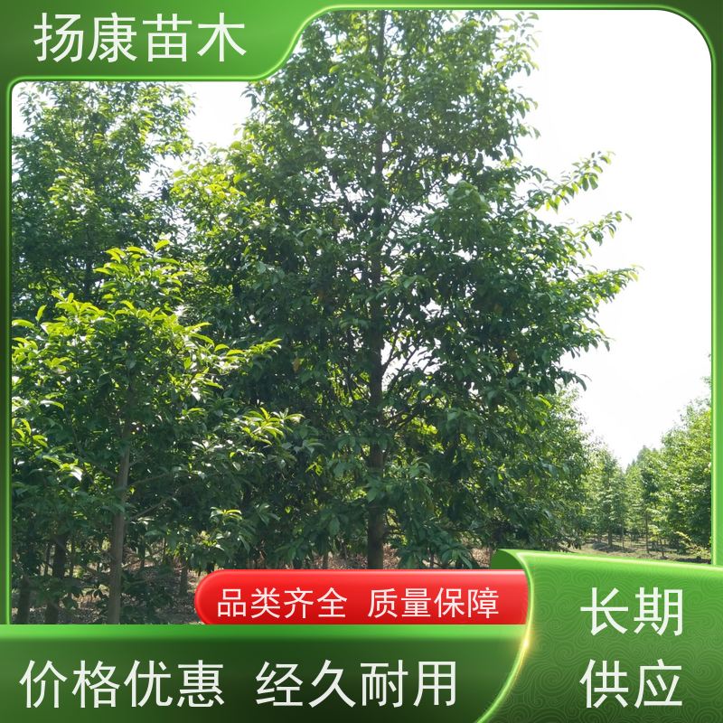 19公分乐昌含笑 园林庭院造景植物 适用性强 现挖现卖