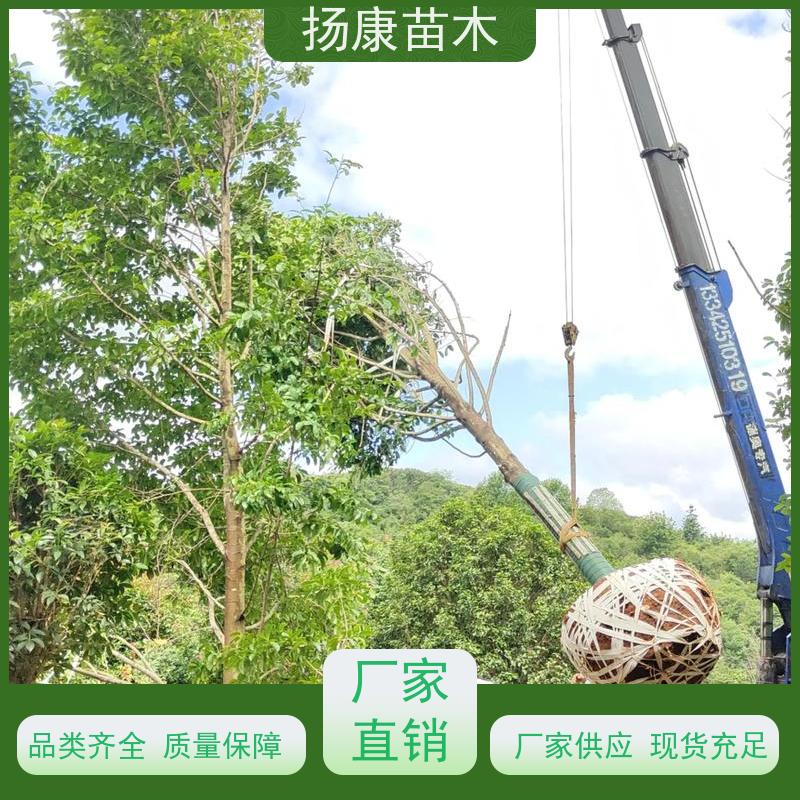 13公分乐昌含笑 树形优美 工厂绿化可用 易成活
