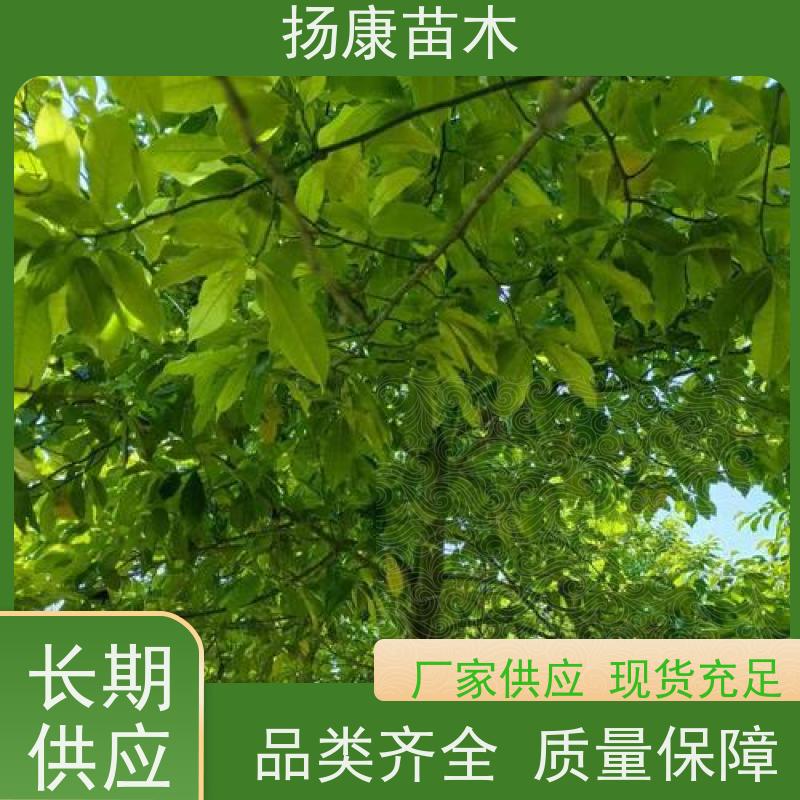 20公分乐昌含笑 公园绿化 露地种植 适应性强 大量供应