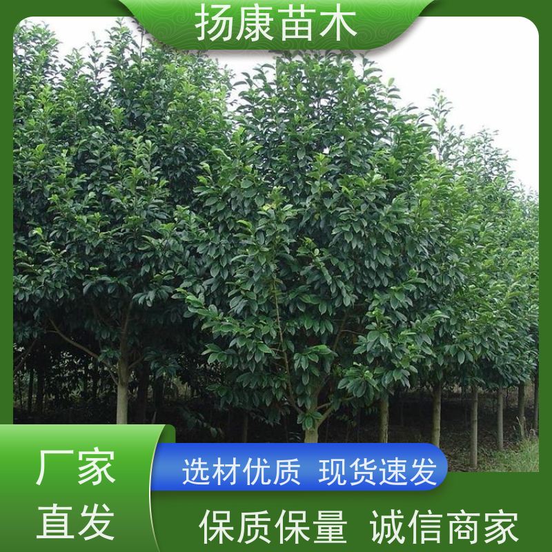 17公分乐昌含笑 行道树系列树种养护 树形优美 优选常绿