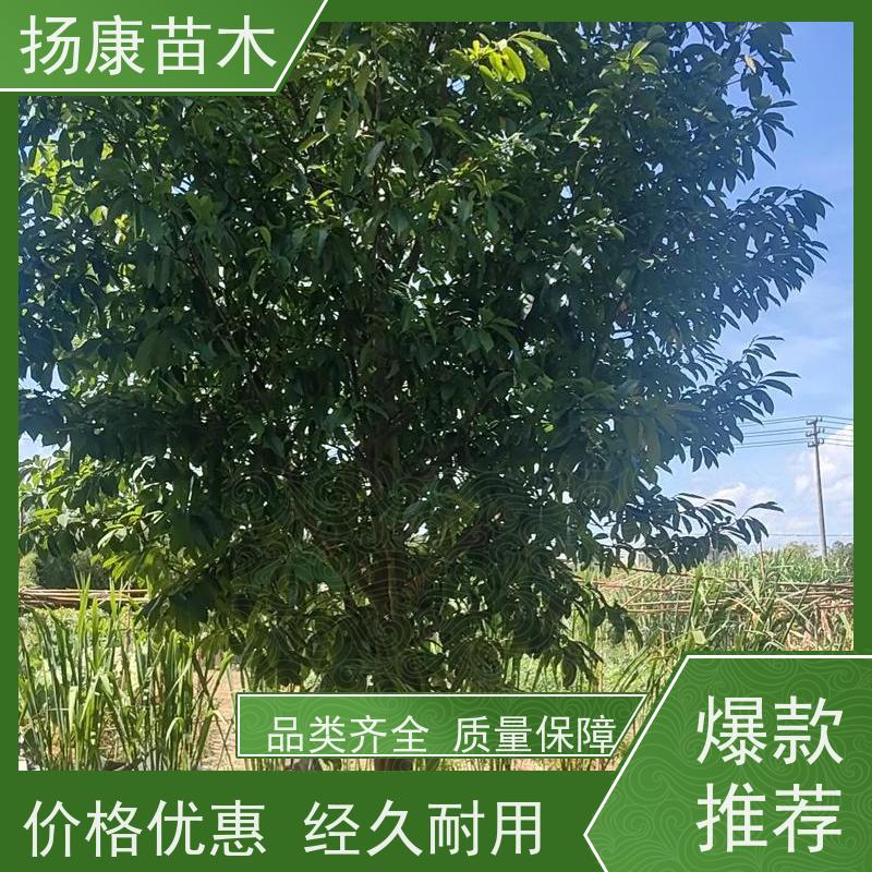 30公分乐昌含笑 枝叶繁茂 四季常青行道树 现挖现卖