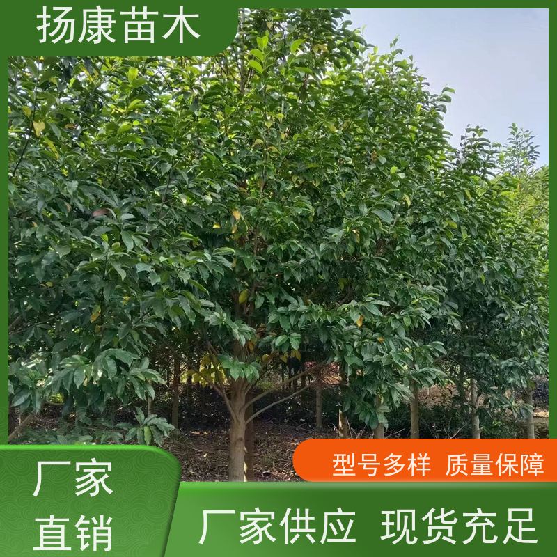18公分乐昌含笑 公园绿化 露地种植 适应性强 现挖现卖