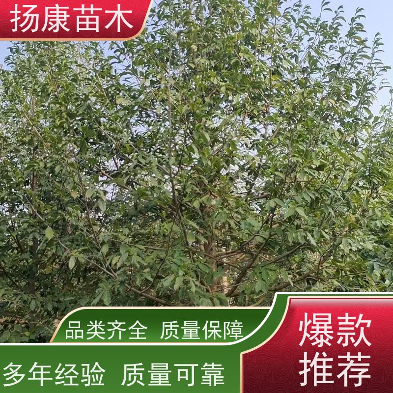 11公分乐昌含笑 花木基地 公园绿化行道树 大量供应