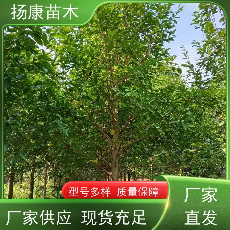 40公分乐昌含笑 枝叶繁茂 四季常青行道树 源头厂家