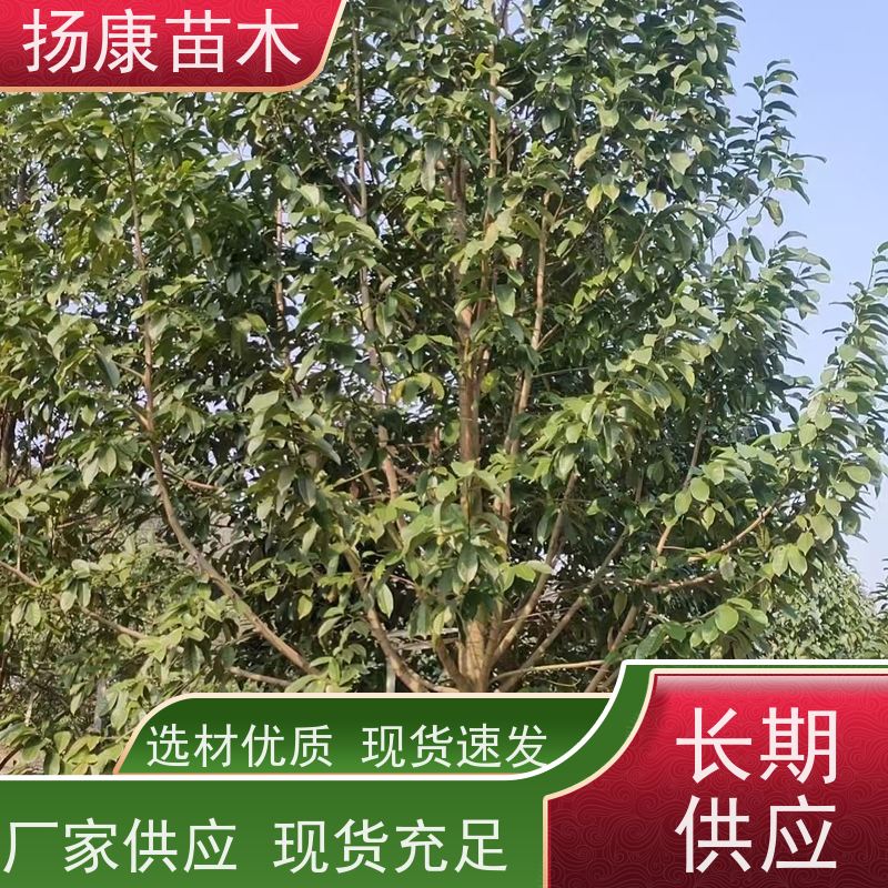 17公分乐昌含笑 竖形常绿灌木绿植适用于园林绿化 种类齐全