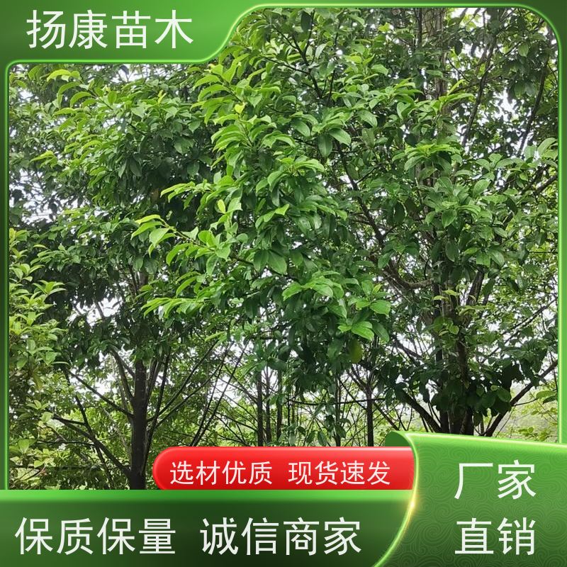 35公分乐昌含笑 公园绿化 露地种植 适应性强 规格齐全