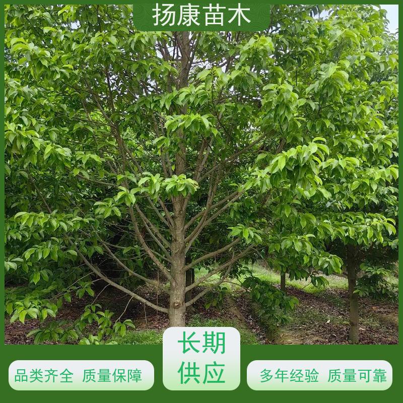 19公分乐昌含笑 园林庭院造景植物 适用性强 实地看苗 