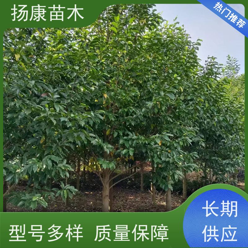 25公分乐昌含笑 行道树系列树种养护 种类齐全