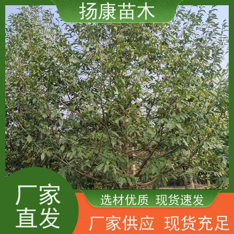 30公分乐昌含笑 行道树系列树种养护 树形优美 规格齐全
