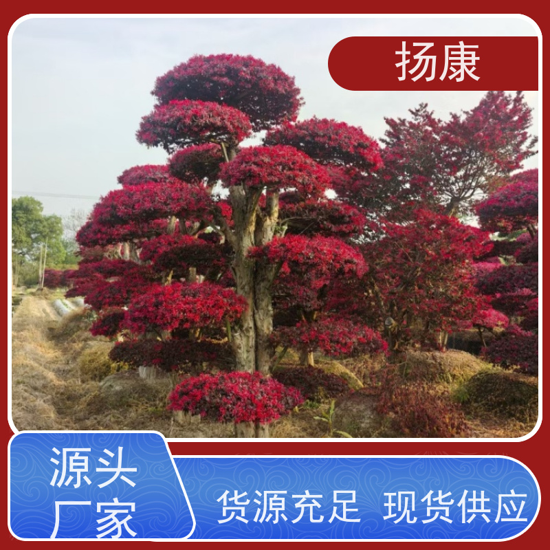 扬康 红花继木桩 园林景区观景苗木 绿化工程栽植