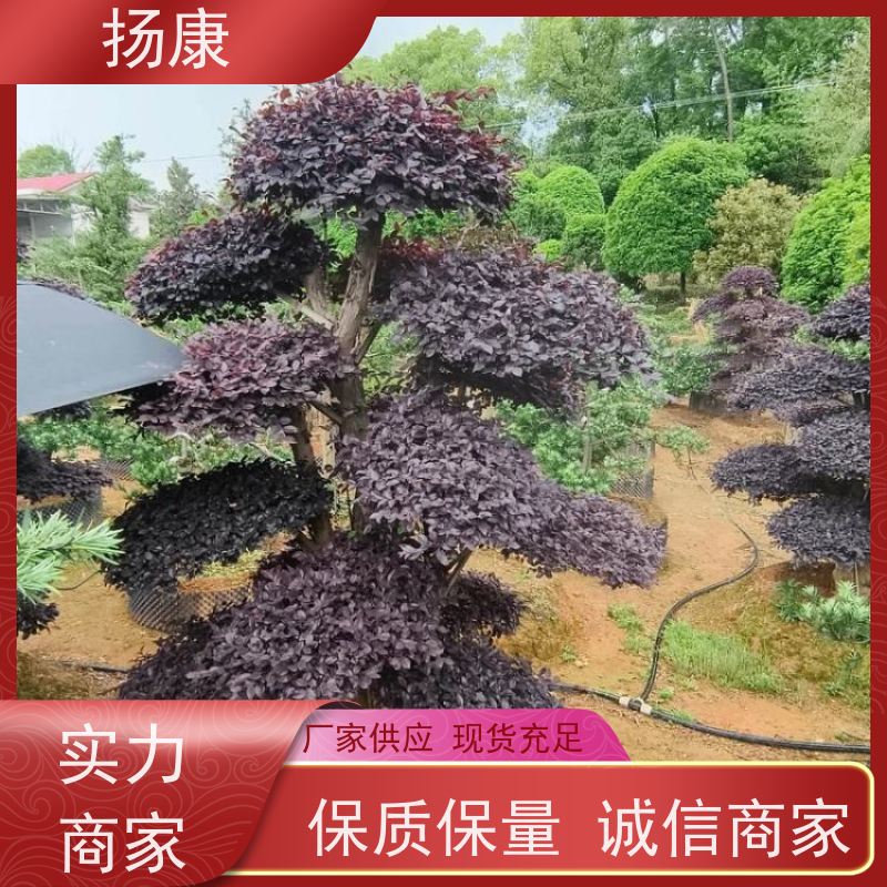 扬康 15公分红花继木桩 萌发力强，即使老桩移栽也成活率较高